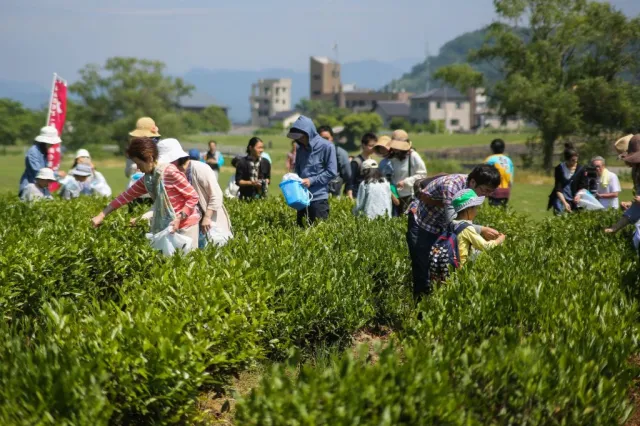 新茶のお茶摘み体験