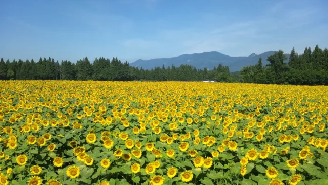 津南ひまわり広場とひんやりスポット龍ヶ窪ツアー