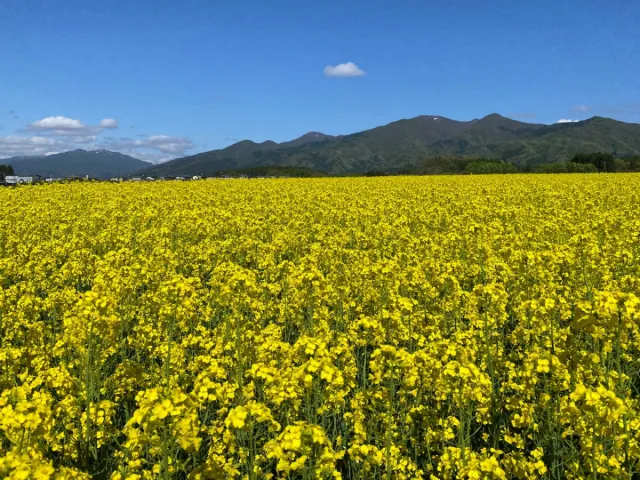 菜の花【村松公園】