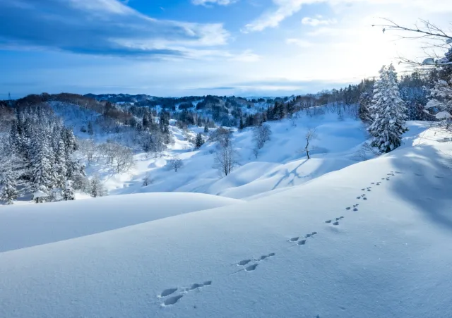 【1泊2日】雪国で“心とけあう”大人旅│松之山温泉とかんじき棚田さんぽで味わう、冬の里山時間