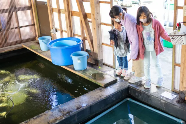 日帰り錦鯉現地見学