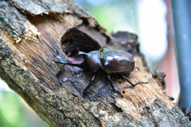 国営越後丘陵公園「カブトムシハウス」