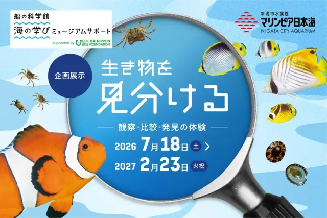 【マリンピア日本海 企画展示】生き物を見分ける― 観察・比較…