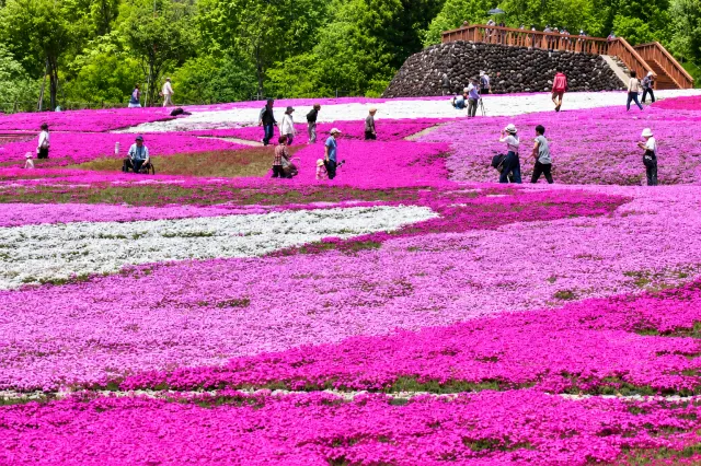 おすすめ花畑 ピックアップ