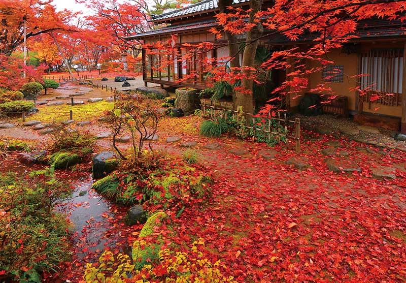 紅葉に染まる越路もみじ園の様子