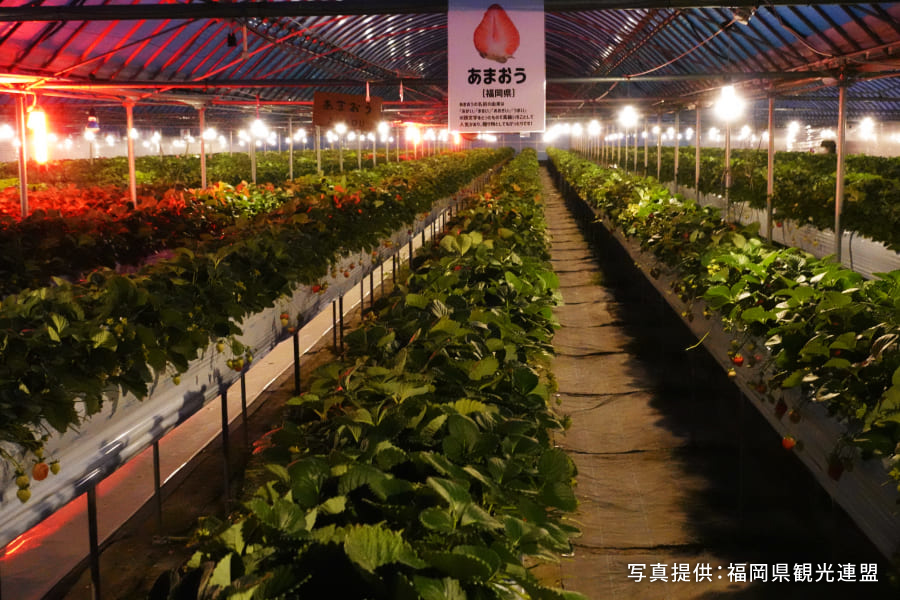 福岡ナイトタイムエコノミー