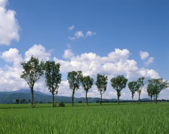 稲架木