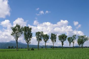 稲架木