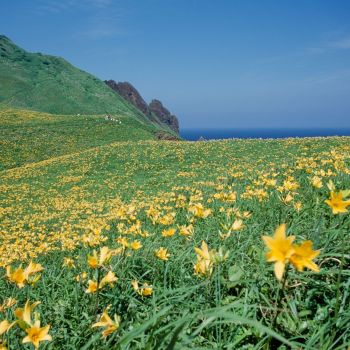 大野亀のカンゾウ