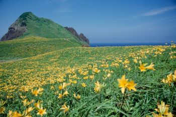 大野亀のカンゾウ