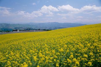 春の山本山