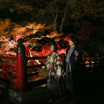 弥彦公園もみじ谷 紅葉ライトアップ