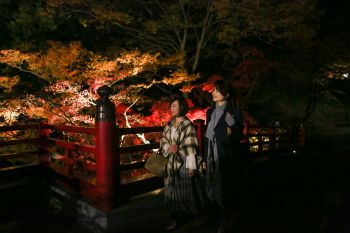 弥彦公園もみじ谷 紅葉ライトアップ