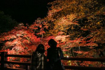 弥彦公園もみじ谷 紅葉ライトアップ