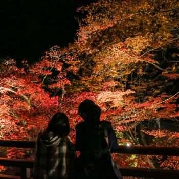 弥彦公園もみじ谷 紅葉ライトアップ