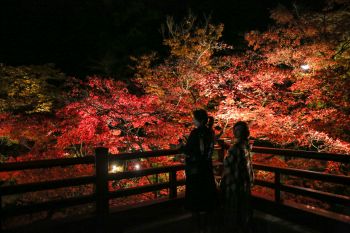 弥彦公園もみじ谷 紅葉ライトアップ