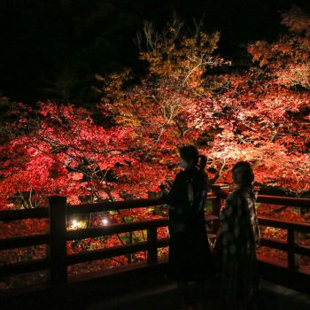 弥彦公園もみじ谷 紅葉ライトアップ