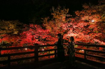 弥彦公園もみじ谷 紅葉ライトアップ