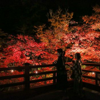弥彦公園もみじ谷 紅葉ライトアップ