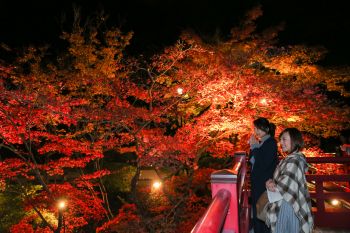 弥彦公園もみじ谷 紅葉ライトアップ