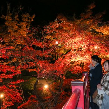 弥彦公園もみじ谷 紅葉ライトアップ