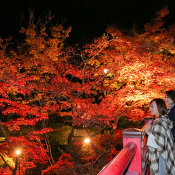 弥彦公園もみじ谷 紅葉ライトアップ