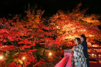 弥彦公園もみじ谷 紅葉ライトアップ