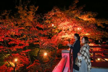 弥彦公園もみじ谷 紅葉ライトアップ