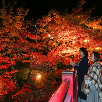 弥彦公園もみじ谷 紅葉ライトアップ