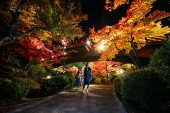 弥彦公園もみじ谷 紅葉ライトアップ