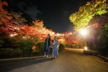 弥彦公園もみじ谷 紅葉ライトアップ