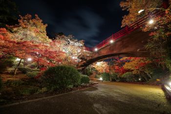 弥彦公園もみじ谷 紅葉ライトアップ