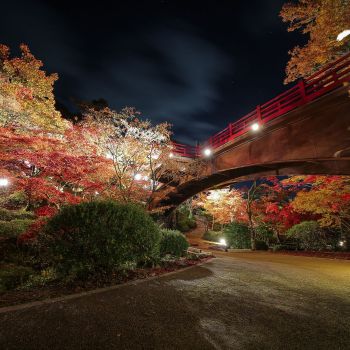 弥彦公園もみじ谷 紅葉ライトアップ