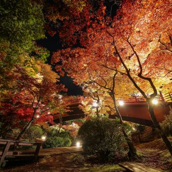 弥彦公園もみじ谷 紅葉ライトアップ
