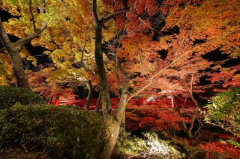 弥彦公園もみじ谷 紅葉ライトアップ