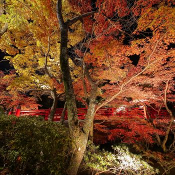 弥彦公園もみじ谷 紅葉ライトアップ