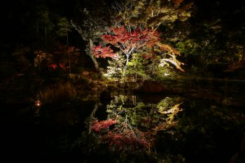 弥彦公園もみじ谷 紅葉ライトアップ