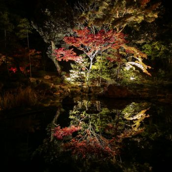 弥彦公園もみじ谷 紅葉ライトアップ