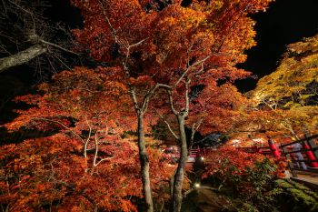 弥彦公園もみじ谷 紅葉ライトアップ