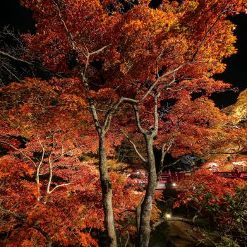 弥彦公園もみじ谷 紅葉ライトアップ