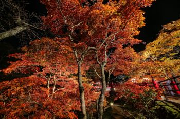 弥彦公園もみじ谷 紅葉ライトアップ