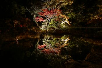 弥彦公園もみじ谷 紅葉ライトアップ