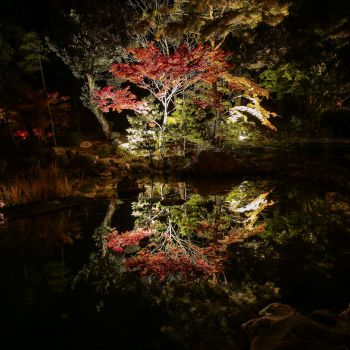 弥彦公園もみじ谷 紅葉ライトアップ