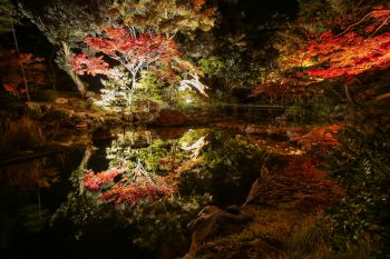 弥彦公園もみじ谷 紅葉ライトアップ