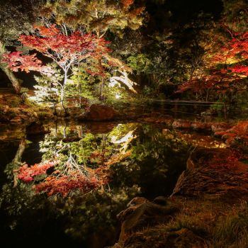 弥彦公園もみじ谷 紅葉ライトアップ