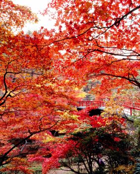 弥彦公園紅葉 もみじ谷