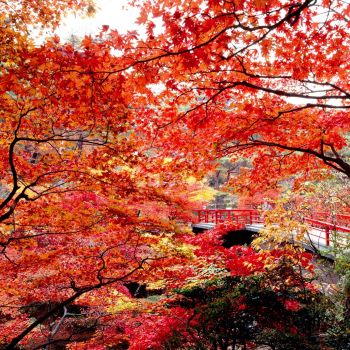 弥彦公園紅葉 もみじ谷