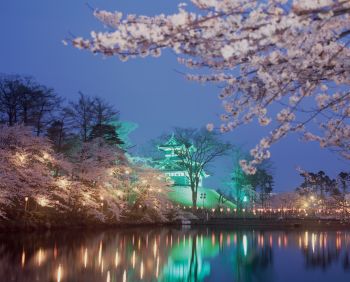 高田城跡（春桜）