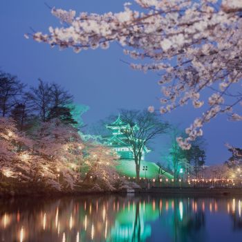 高田城跡（春桜）