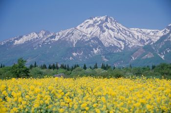 春の妙高山